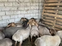 كبش, الأغنام — الصورة 1