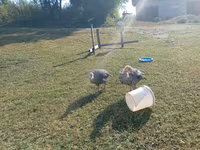 Guinea fowl — foto 4