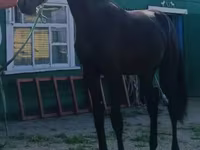 Cavallo, Russian Trotter — foto 1
