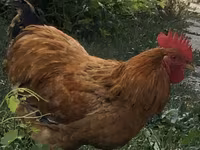 Chickens — फ़ोटो 4