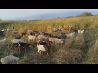 Ziege, Ziegen — Foto 1