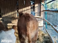 بقرة, Simmental cattle — الصورة 3