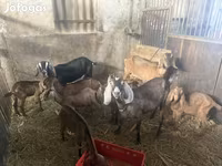 بز (گروه، جنسیت مشخص نشده), بز — عکس 3