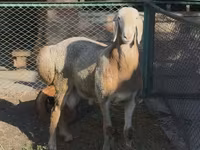 Beran, Arashan sheep — foto 2