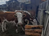 گاو ماده, Simmental cattle — عکس 3