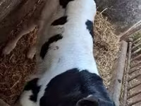 Byk, Russian Black pied cattle — zdjęcie 2