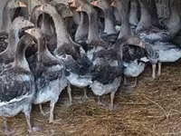 Լինդա — լուսանկար 1