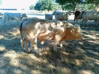 Бұқа, Charolais cattle — 1-сурет