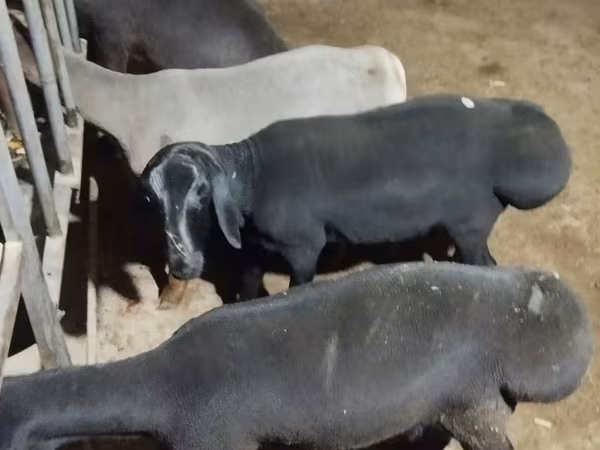 숫양, Hissar sheep
