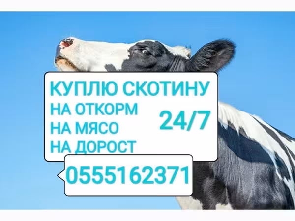 Bovine