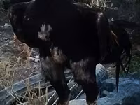 Chickens — foto 1