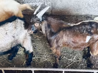 Ziegenbock, Nubian Goat — Foto 2