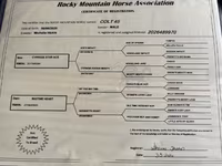 Horse (M), Rocky Mountain Horse — photo 5