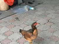 Chickens — foto 4