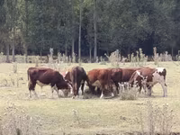 Toro, Hereford — foto 1