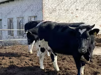 Lo’, Russian Black pied cattle — sawirka 5