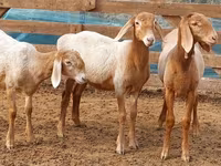 मेढ़ा, Arashan sheep — फ़ोटो 3