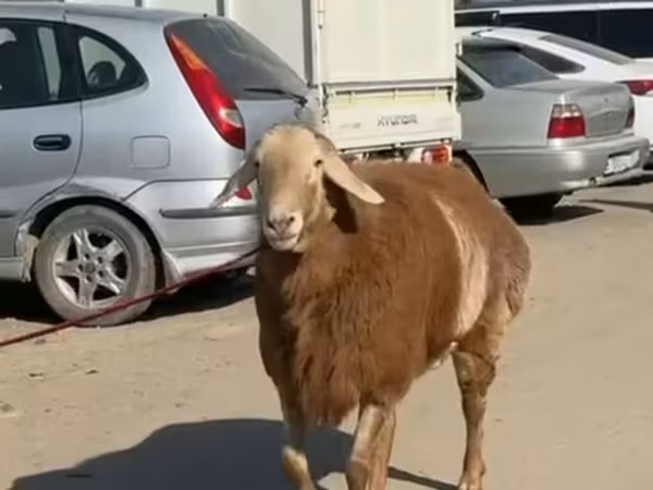 Sheep, Sheep — Kyrgyzstan