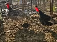 Turkeys — 2-rasm