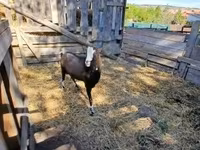 Ri’ dhaddig, Goats — sawirka 3