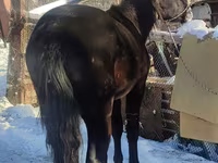 Hingst, Heste — foto 7