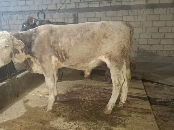 Dibi, Simmental cattle