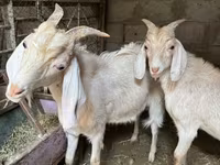 Ri’ dhaddig, Goats — sawirka 2