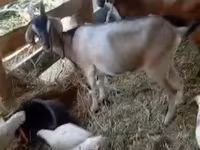 ፍየል, Goats — ፎቶ 4