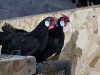 Chickens — zdjęcie 3