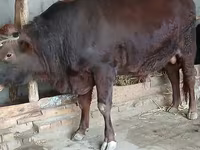 Lembu jantan, Red Steppe Cow — foto 2