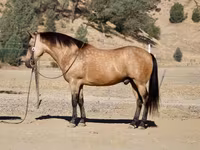 Kuda jantan, Quarter Horse — foto 8