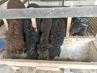 گوسفند (گروه، جنسیت مشخص نشده), گوسفند — عکس 2