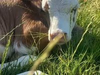 Крава, Simmental cattle — снимка 1