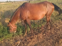 مادیان, Akhal-Teke — عکس 1