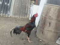 Chickens — รูปภาพ 4