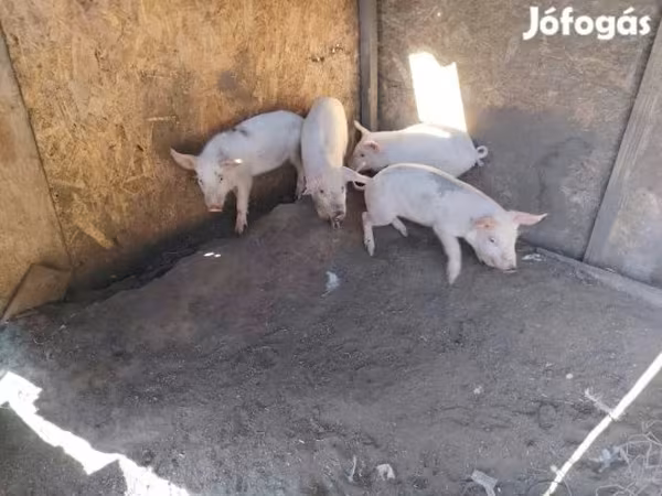 Krmača, Свиње