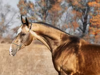 Кінь, Akhal-Teke — фото 1