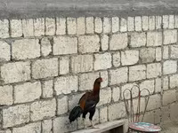 Chickens — الصورة 4