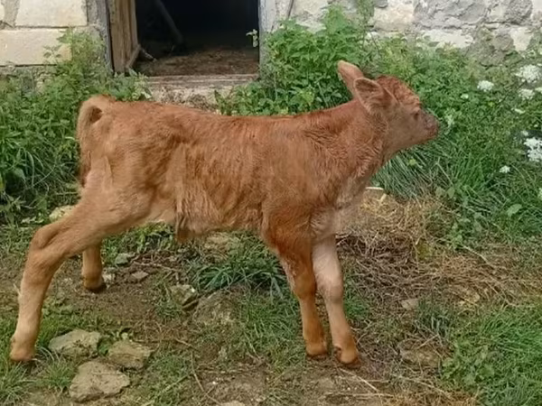 Bull, Cattle — Georgia