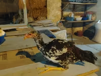Chickens — รูปภาพ 1
