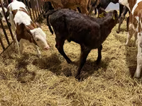Lo’, Simmental cattle — sawirka 3