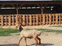 Vædder, Edilbay sheep — foto 3