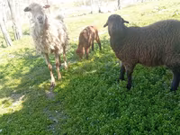 Kambing jantan, Sheep — foto 4