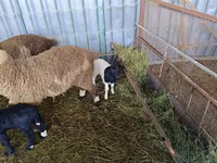 भेड़, Dorper sheep — फ़ोटो 3