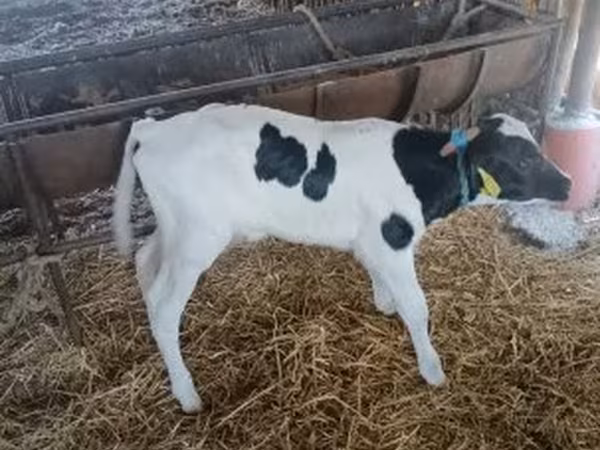 Býk, Russian Black pied cattle