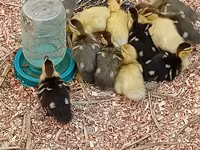 Ducks — fotografija 3