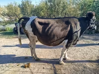 Krava, Russian Black pied cattle — foto 4
