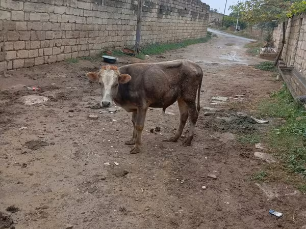 सांड, मवेशी
