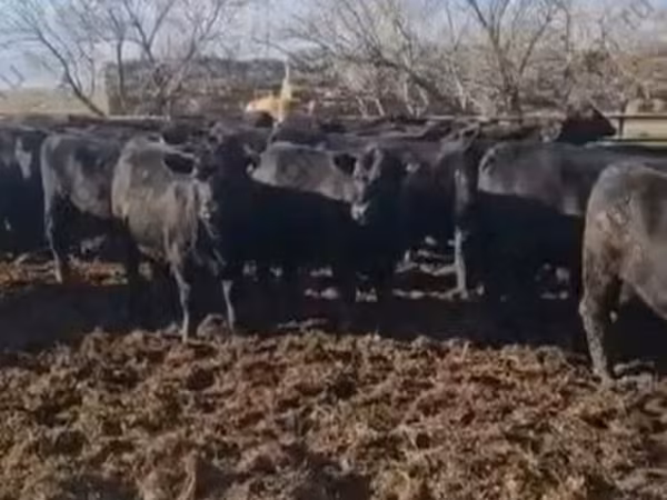 Сиыр, Абердин – ангус тұқымы