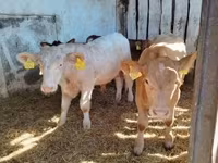 Býk, Simmental cattle — foto 3